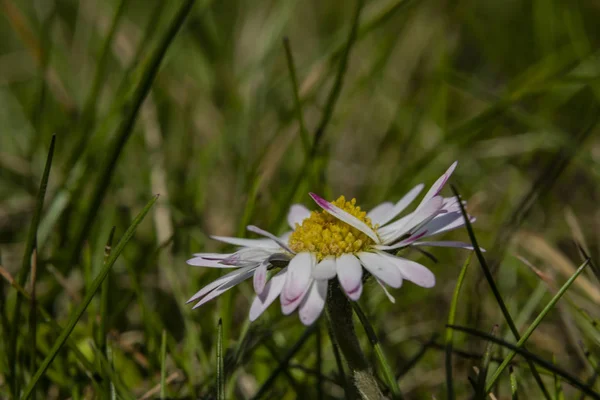Fiatal százszorszép virágzik a napfényes meleg tavaszi napon — Stock Fotó