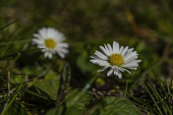 화창한 봄날의 젊은 데이지 꽃 — 스톡 사진