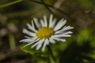 Güneşli kaplıca gününde genç papatya çiçek