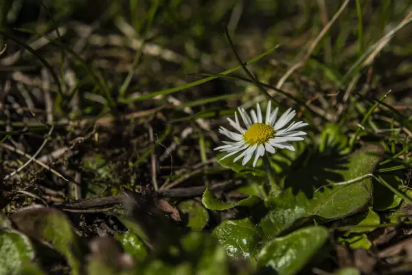 Flor de margarita joven en soleado día de primavera caliente — Foto de Stock