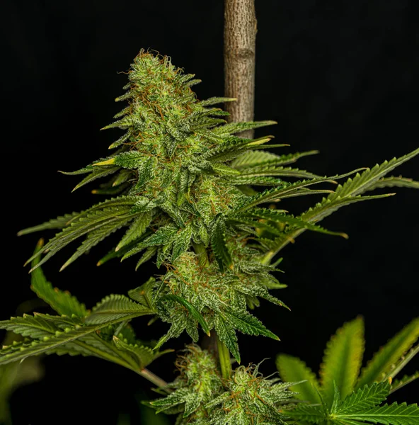 颜色漂亮的阿富汗库什特别品种的大麻花与老年开花 — 图库照片