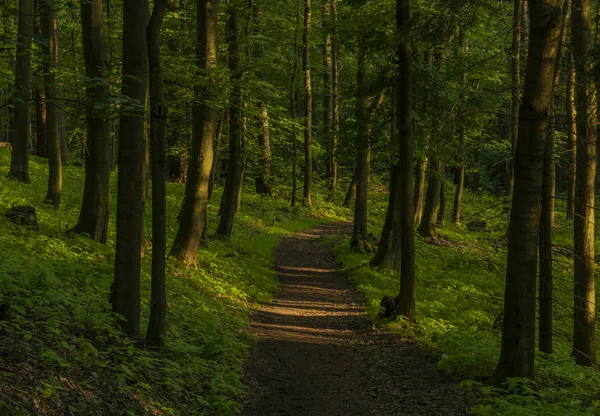 春色の朝の暗い日当たりの良い森の道 — ストック写真