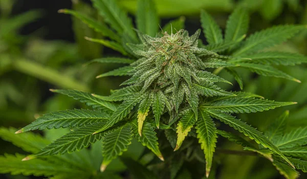 大麻的thc 糖果图库照片 免版税大麻的thc 糖果图片 Depositphotos