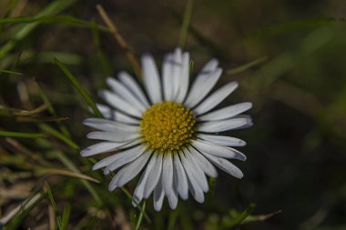 Güneşli kaplıca gününde genç papatya çiçek