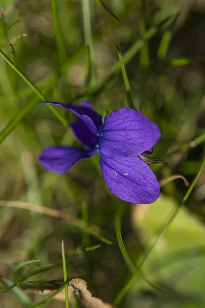 Flor violeta na primavera verde grama fresca no jardim — Fotografia de Stock