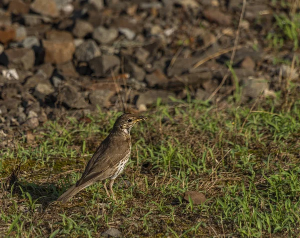 Oiseau brun avec nourriture dans l'herbe verte d'été — Photo