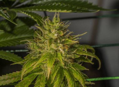 Işık altında durumda Amherst Ekşi Dizel ve Bubble sakız çeşitli Olgun çiçek