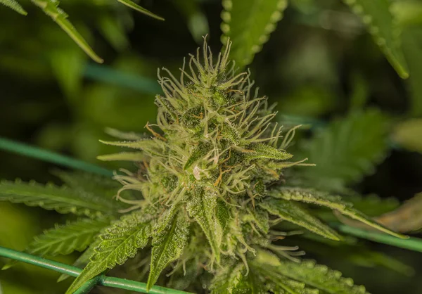 Ripe bloom of Amherst Sour Diesel and Bubble gum variety in case under light — Stock Photo, Image