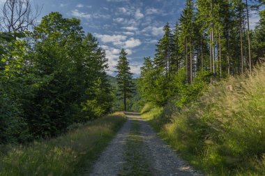 Moravya'daki Javorovy tepesine yakın dağlardaki ormanlar için manzara