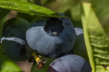 Güneşli yaz gününde yeşil yapraklı mavi büyük yaban mersini