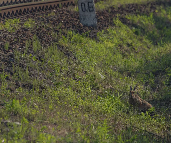 Hasen im grünen Gras neben Bahngleisen in der Ostslowakei am Sommermorgen — Stockfoto