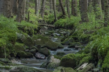 Sokolov kasabası yakınlarındaki Krusne dağlarında yaz güzel sabah Bystrina dere