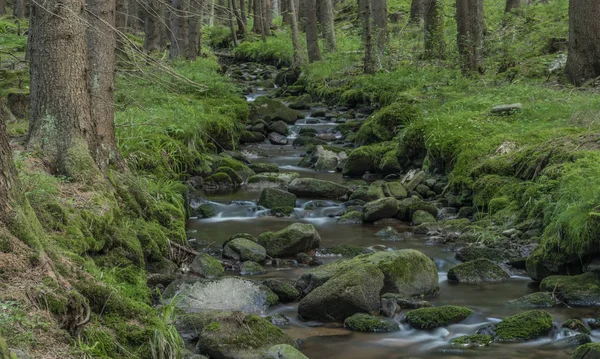 Bystrina arroyo en verano agradable mañana en las montañas de Krusne cerca de la ciudad de Sokolov —  Fotos de Stock