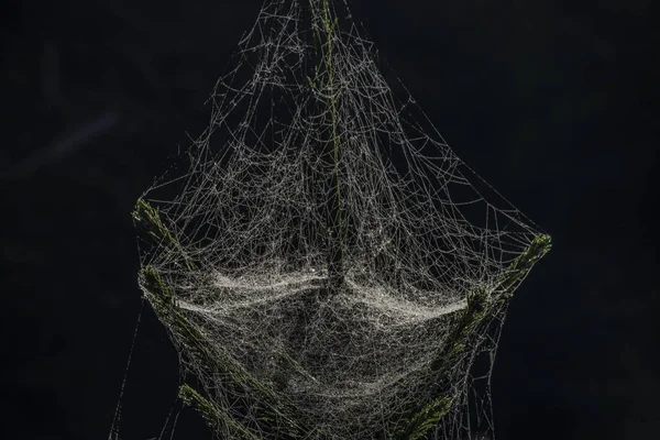 Cobweb on spruce trees in summer sunny morning — Stock Photo, Image