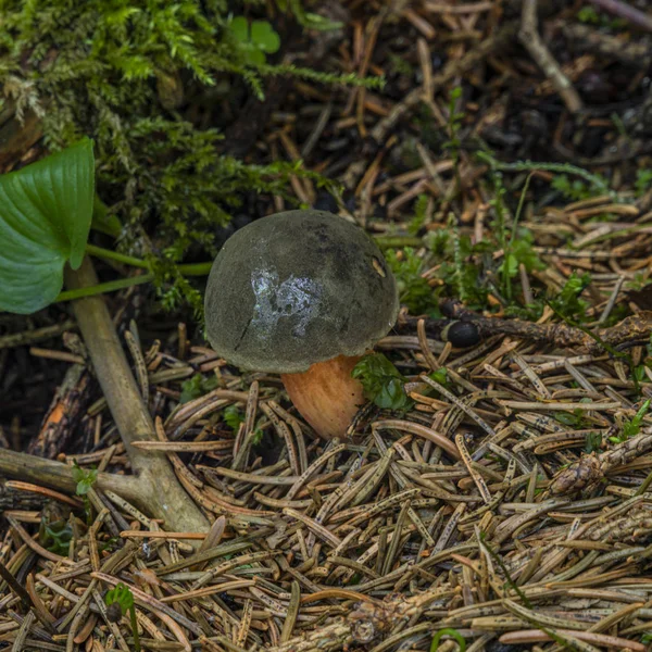Edible brown mushroom in green summer forest