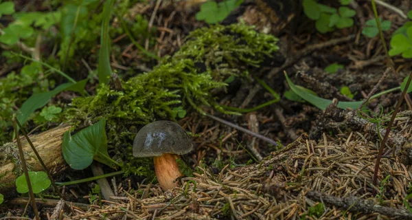 Eetbare bruine paddenstoel in groene zomer bos — Stockfoto