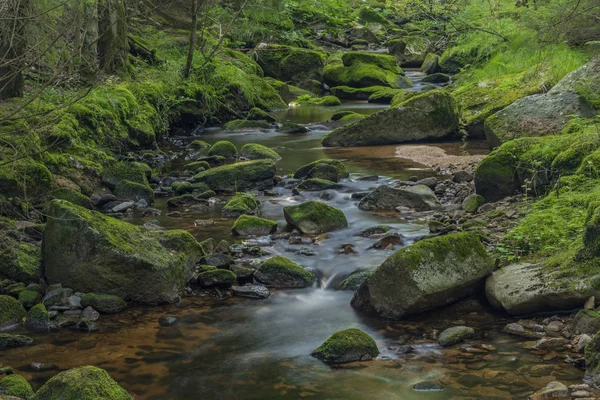 Bystrina Bach im Sommer schöner Morgen im Krusne-Gebirge in der Nähe der Stadt Sokolov — Stockfoto