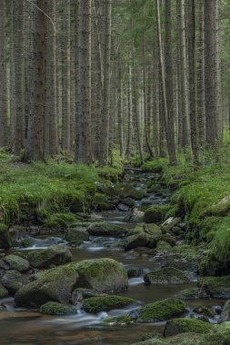 Sokolov kasabası yakınlarındaki Krusne dağlarında yaz güzel sabah Bystrina dere