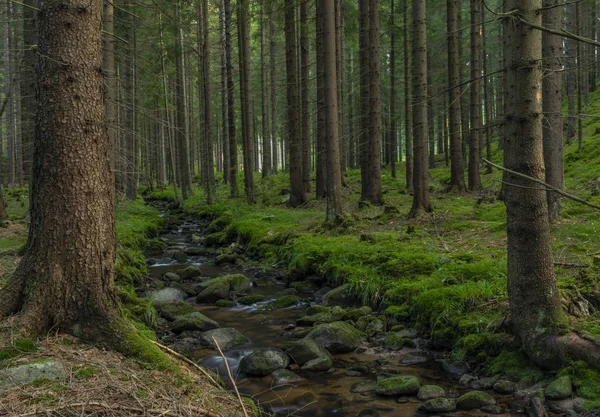 Sokolov yakınlarındaki Krusne dağlarında yaz sabahı Bystrina renk dere