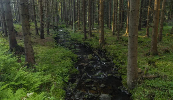 Barevný potok Bystrina v létě ráno v pohoří Krusne nedaleko Sokolova — Stock fotografie