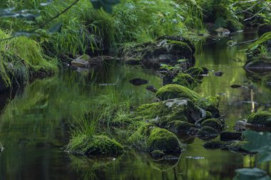 Yaz güzel güneşli bir günde Krusne dağlarında Skrivan deresi