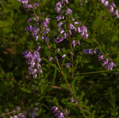 Yaz ormanında pembe funda çiçek çiçek