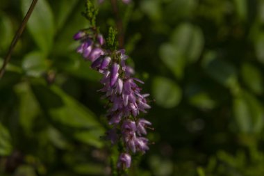 Yaz ormanında pembe funda çiçek çiçek