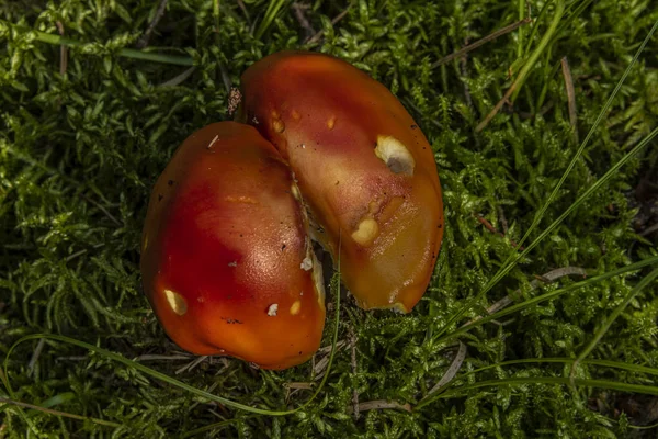 Amanita muscaria fungo gemello in estate foresta della Boemia meridionale — Foto Stock