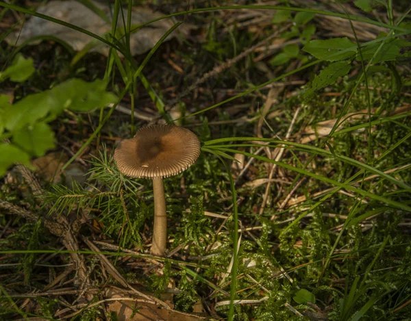 여름 햇살 이맑은 젖은 숲에서 먹을 수 없는 버섯 — 스톡 사진