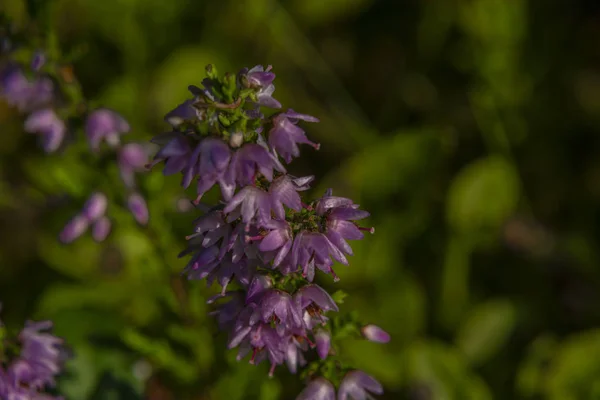 Fleurs de bruyère rose fleurissent dans la forêt d'été — Photo