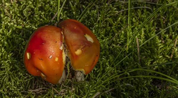 여름 남쪽 보헤미아 숲에서 아마니타 무스카리아 쌍둥이 버섯 — 스톡 사진