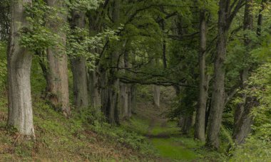 Kostelni Briza köyü yakınlarındaki eski yaprak ağaçları ile Kings sokak