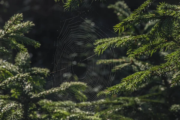 夏日阳光明媚的早晨，云杉树上的蜘蛛网 — 图库照片