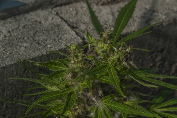 Detalhe da velha maconha doente com bolor na flor verde — Fotografia de Stock