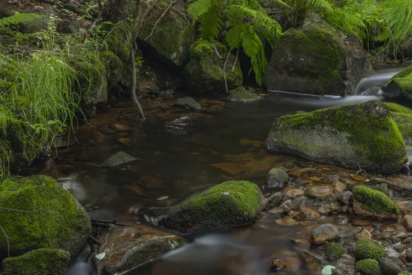 Skrivan Bach im Krusne Gebirge im Sommer schöner sonniger Tag — Stockfoto