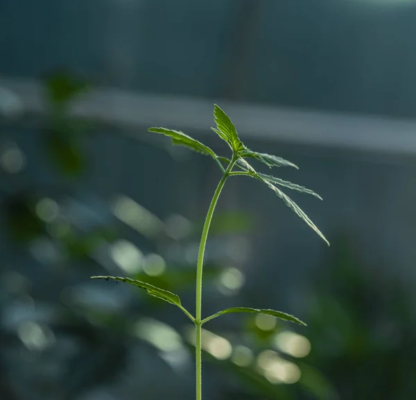 Marihuana junge kleine grüne Blüten im Gewächshaus — Stockfoto