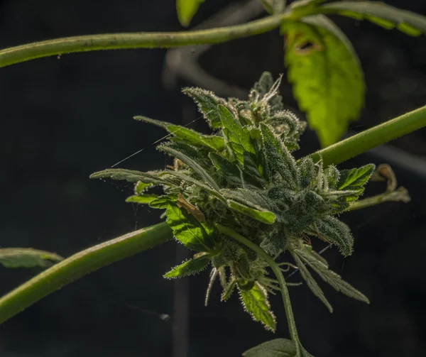 Marihuana im Alter von kleinen grünen Blüten im Gewächshaus — Stockfoto