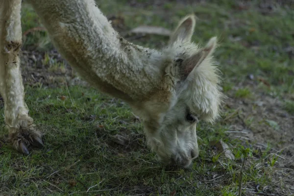 Llama blanca en parque del castillo en el oeste de Bohemia en la mañana de verano —  Fotos de Stock