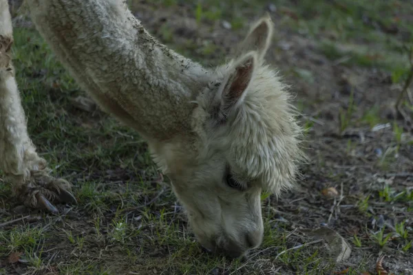 Lama bianca nel parco del castello nella Boemia occidentale in mattina d'estate — Foto Stock