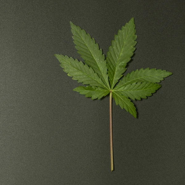 Hojas de galletas francesas variedad de marihuana con fondo negro —  Fotos de Stock