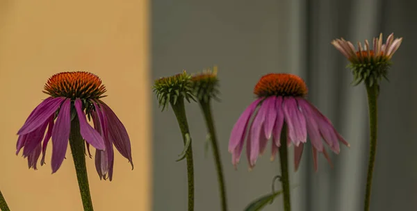 Echinacea blomma färg blomma med grå bakgrund — Stockfoto