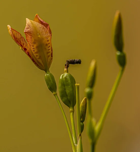 Iris domestica fiore d'arancio con sfondo giallo — Foto Stock