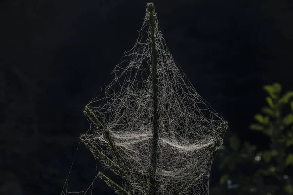 Cobweb em árvores de abeto no verão manhã ensolarada — Fotografia de Stock