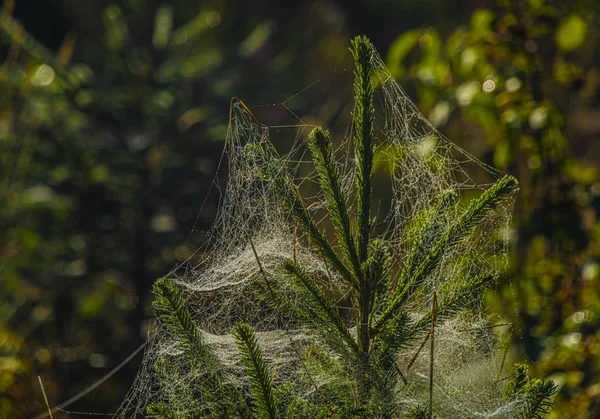 夏季阳光明媚的早晨，云杉树上的彩色蜘蛛网 — 图库照片