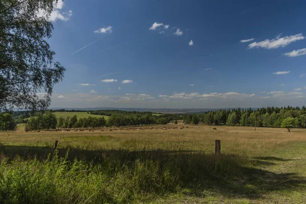 Floresta e prados em verão tarde ensolarada em Slavkovsky les parque nacional — Fotografia de Stock