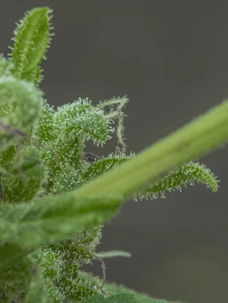 Marijuana envelhecida pequenas flores verdes em estufa — Fotografia de Stock