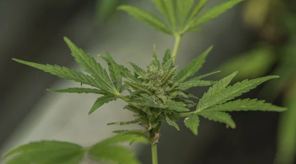 Marijuana aged small green blooms in greenhouse — Stock Photo, Image