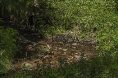 Slavkovsky Les dağlarında yaz güneşli bir günde Mala Libava dere