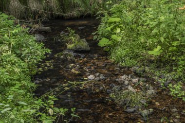 Slavkovsky Les dağlarında yaz güneşli bir günde Mala Libava dere