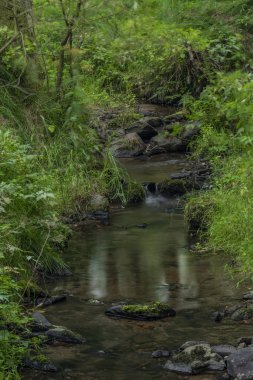 Slavkovsky Les dağlarında yaz güneşli bir günde Mala Libava dere